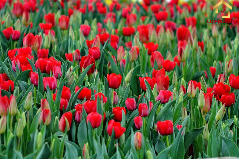 Hà Lan là quốc gia có nhiều cánh đồng hoa Tulip rộng lớn