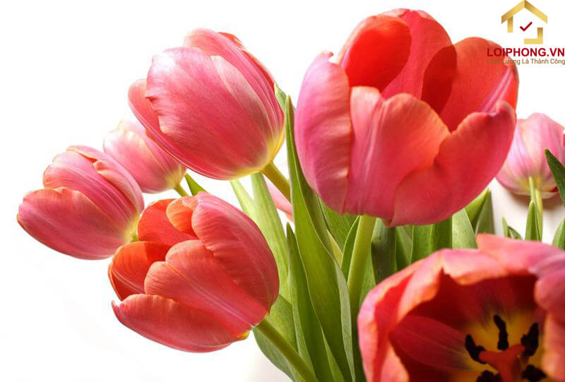 Hoa Tulip cánh đơn