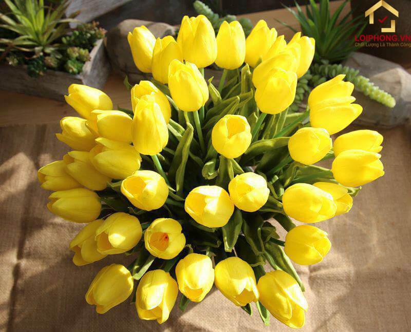 Hoa Tulip vàng đại diện cho tình bạn, sự may mắn