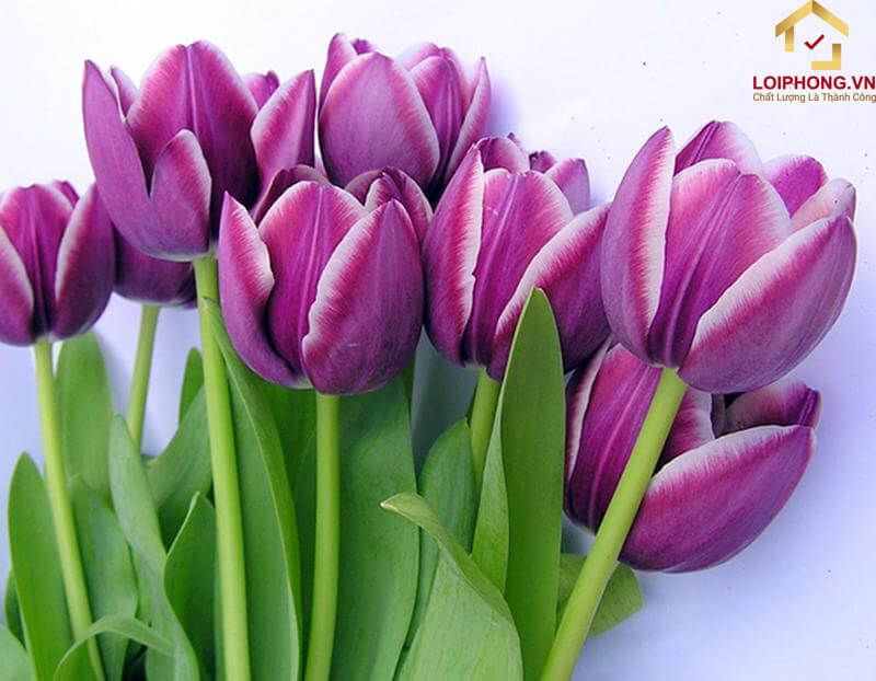 Hoa Tulip tượng trưng cho sự thủy chung trong tình yêu