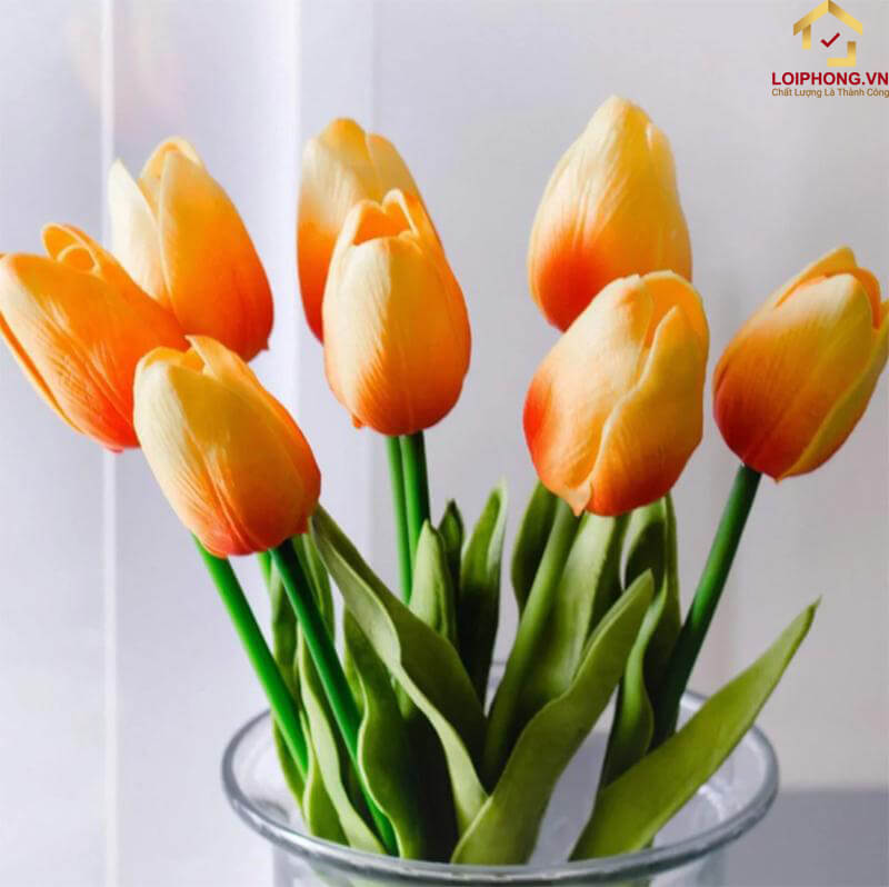 Hoa Tulip cam là biểu tượng của sự nhiệt tình, gắn kết