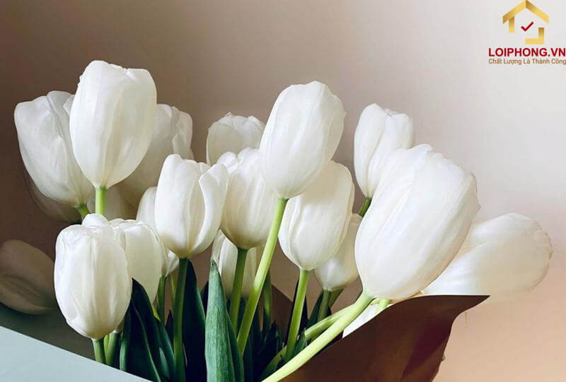 Hoa Tulip trắng thể hiện cho lời xin lỗi, tha thứ