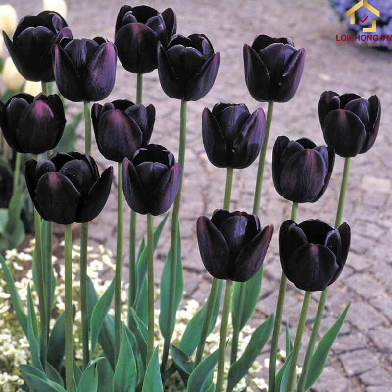 Tulip đen thể hiện sự độc chiếm trong tình yêu