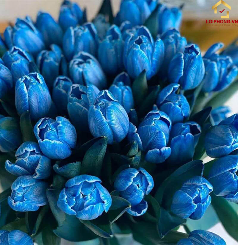 Tulip xanh dương thể hiện cho sự mạnh mẽ, trong sáng