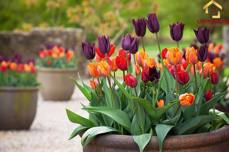 Lưu ý quan trọng khi trồng hoa Tulip