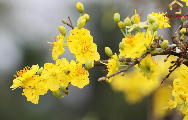 Cây hoa mai có nguồn gốc từ Trung Quốc