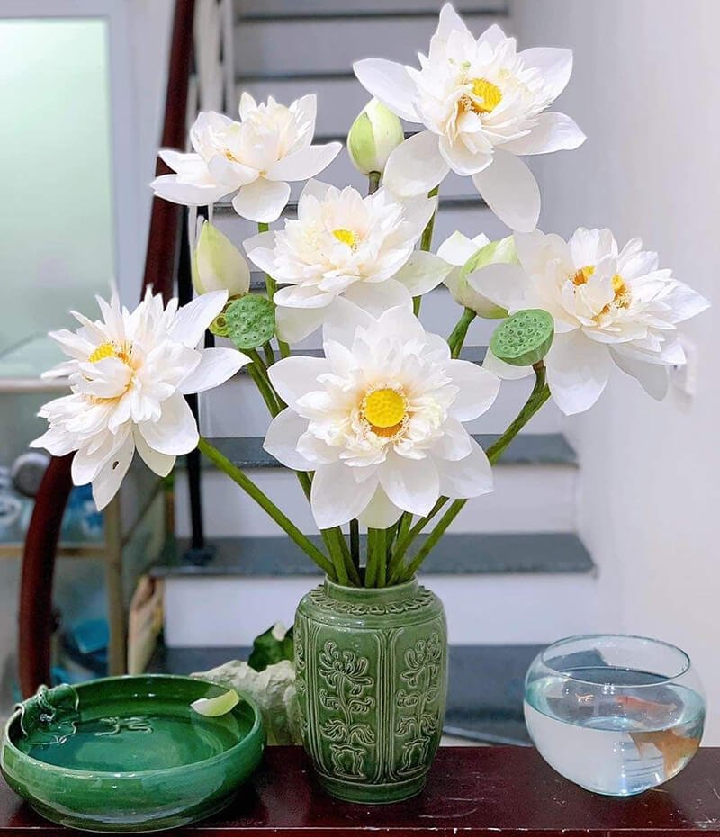 Hoa sen trắng mang tới nhiều công dụng trong việc trang tri và chăm sóc sức khoẻ